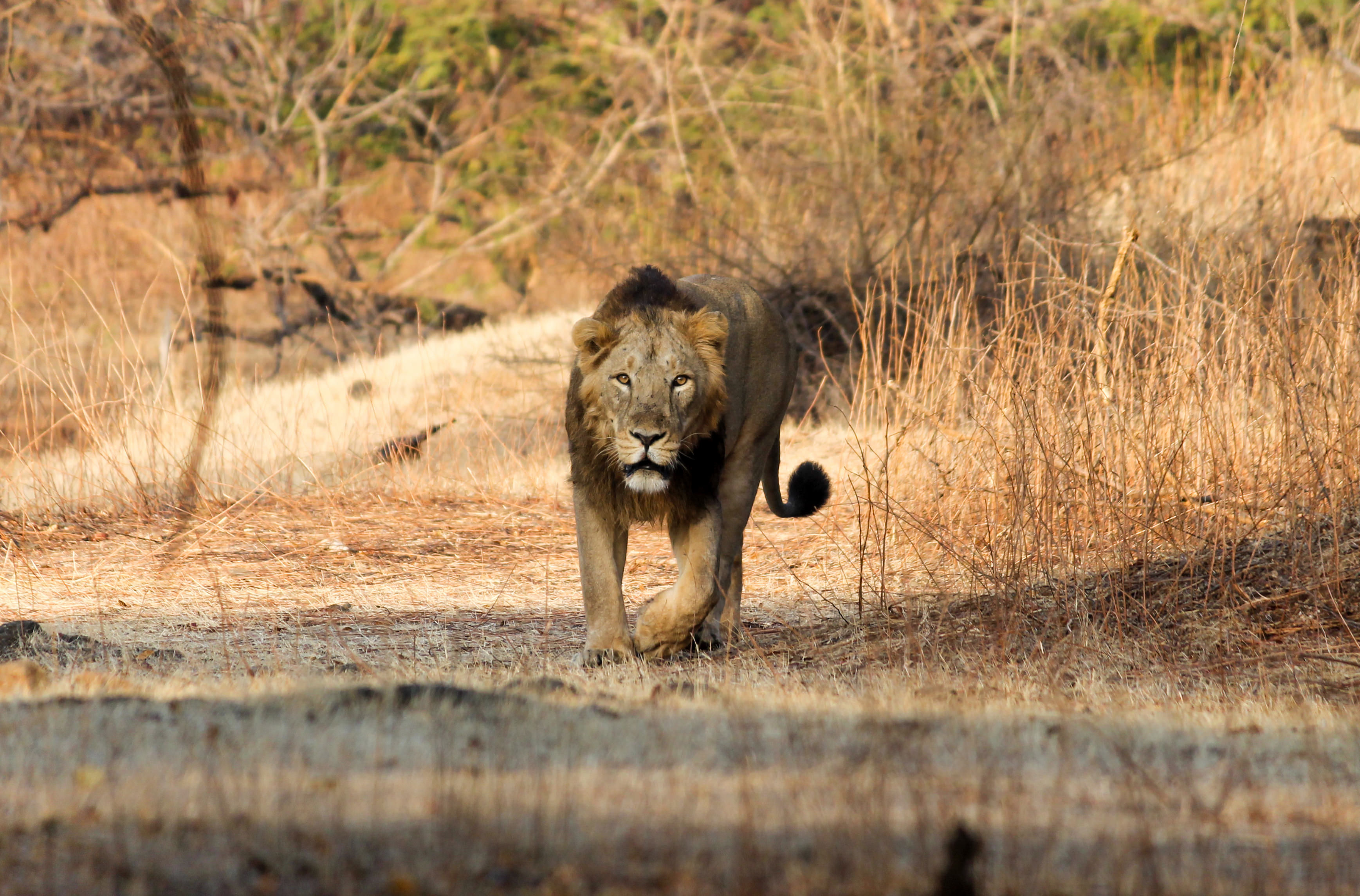 Gir National Park